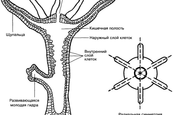 Какая ссылка на кракен